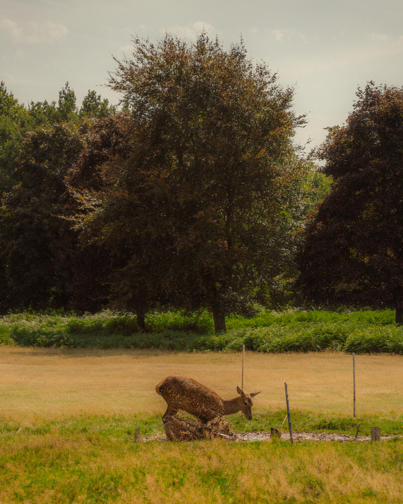 Deer